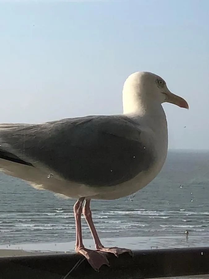 Royal Zeezicht Oostende Βέλγιο